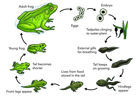 Unveiling the Mysteries of Magic: My Frog's Extraordinary Life